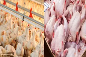 قیمت مرغ امروز شنبه 13 تیر 1405+ جدول