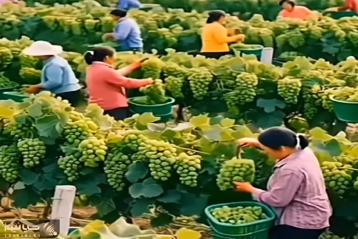 کشاورزی نوین؛ اتفاقی بذر انگور ریختن تو مزرعه انقد بار داده کل ده اومدن درو کف کردن