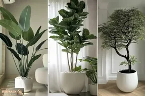 گیاهان آپارتمانی مناسب خونه های بزرگ و دلباز؛ انتخاب لاکچری ثروتمندان برا منزل شیک
