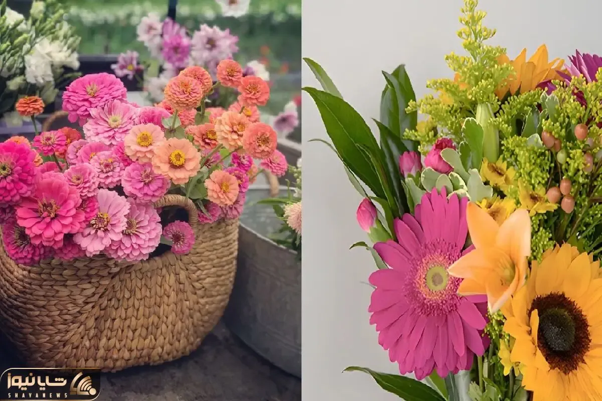 گلهایی با رشد سریع برای تابستان / بذر و دانه اینارو بکار تا تو باغچه آرزوهات زندگی کنی