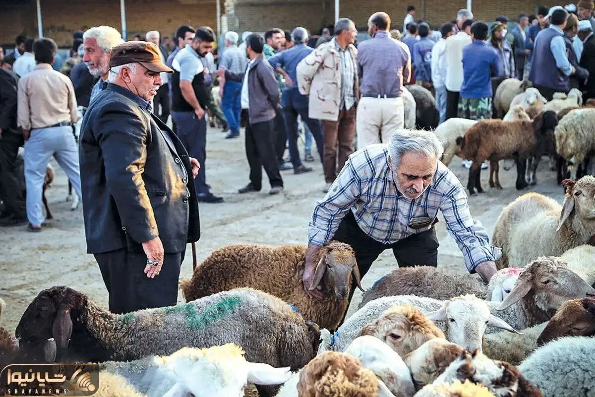 قیمت دام زنده امروز ۹ مرداد ۱۴۰۴