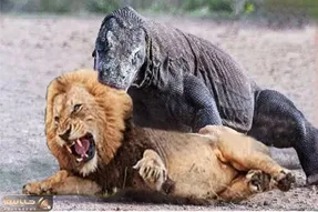 از بدایع حیات وحش؛ اژدهای کومودو حیا نکرد شیر خسته رو که دید از قفا سرشو برید
