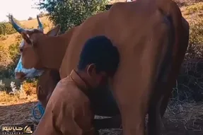 آواز احساسی؛ پسر بچه شر و شیطون موقع دوشیدن شیر گاو آهنگ روح لمس کنی خوند گاو مست شد