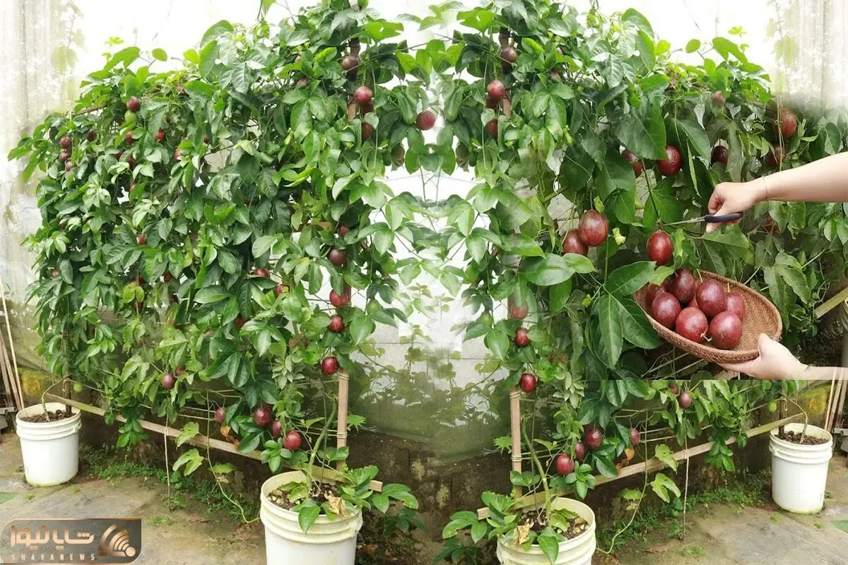 کاشت و برداشت خانگی؛ تو حیاط خونش پشن فروت کاشته یه خروار میوه برداشت کرده