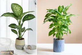 راهنمای نگهداری از گیاه دیفن باخیا / نکات مهم برای رشد مناسب و طراوات همیشگی