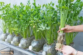 ایده های خلاقانه؛ کشاورزی حرفه ای در حد بوندسلیگا با بطری های پلاستیکی دوغ و نوشابه
