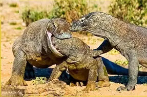 جذابیت حیات وحش / کومودو دشمن‌تراش بالفطره حتی به قوم خودش رحم نمی‌کند