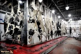 فرآوری گاو؛ گاو خوش رنگ غول از پا آویزون پوستشو جدا و چرخ میکنه سوسیس ناب شه