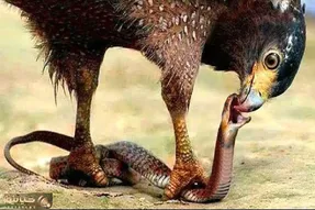 از جذابیت‌های حیات وحش؛ چشم مار دنبال بچه عقاباست ولی عقاب چشم مارو در میاره