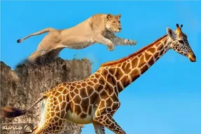 جذابیت حیات وحش / شیر قدش به زرافه نرسید از پاهاش رفت بالا