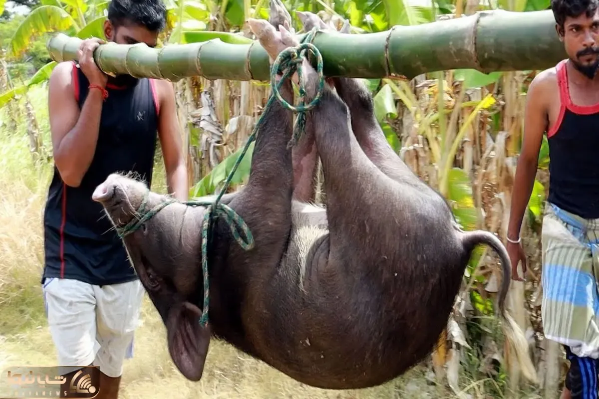 کباب خوک؛ گشنه ها خوک سیاه که چشاش پر وحشت بودو زنده جز دادن بعد پخت شکمشو خالی کردن