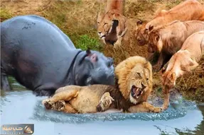 مستند حیات وحش؛ شیر به اسب آبی میرسه موش میشه