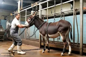 فرآوری الاغ؛ الاغ چموش رو با زنجیر برد سلاخخونه از پوست شیر و گوشتش بهره ببره
