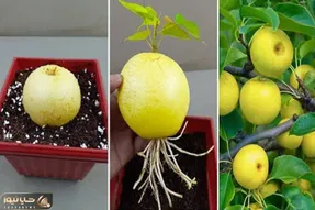 کشاورزی نوین؛ سر و ته گلابی رو خمیردندون زد فرو کرد تو گلدون دو روز بعد درختش درومد