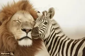 جذابیت حیات وحش؛ شیر بچه خر راه راه رو نمیخوره که هیچ به فرزندی میگیره