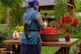 غذای خوش پخت دهاتی؛ این خانوم باسلیقه مربای گل پخته تماشایی گربه شو از کولش آویزون
