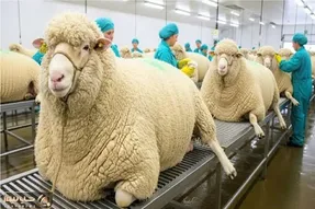 فرآوری گوسفند؛ صدای بع‌بع خاموش می‌شه وقتی پای سود گوشت وسط باشه