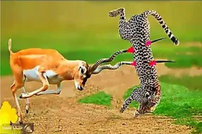 مستند حیات وحش؛ ایمپالا شاخو فرو کرده به پلنگ
