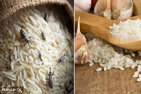 پیشگیری از شپشک نزدن برنج 20 تا 200 کیلویی؛ روش از بین بردن حشره برنج با کارای خونگی