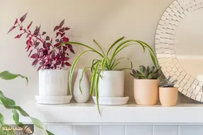 کاشت و برداشت خانگی؛ چجوری با قاشق و چنگال نذاریم گیاهمون بیماری قارچی بگیره؟