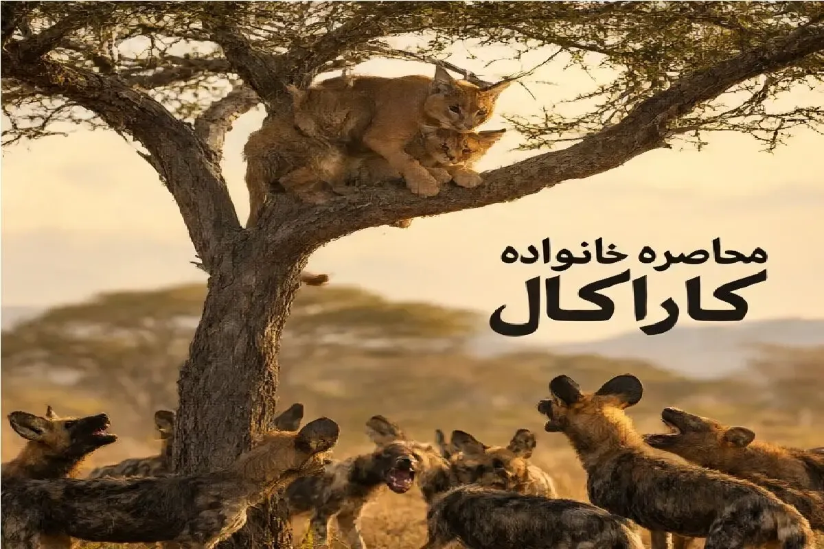 محاصره خانواده کاراکال؛ سگ‌های وحشی برای پایین کشیدن مادر و توله‌ها حمله کردند