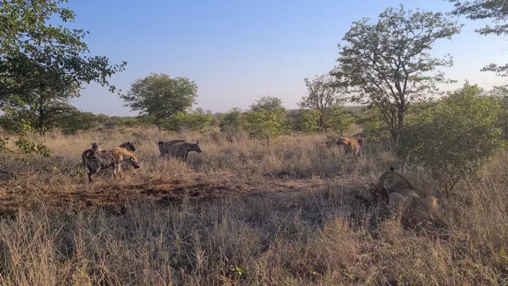 Lioness Surrounded By Hyenas Keeps Eating Lioness Surrounded By Hyenas Keeps Eating
