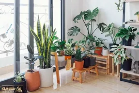 کاشت و برداشت خانگی؛ 8 اشتباه مرگبار در نگهداری گیاهان آپارتمانی تو تابستون