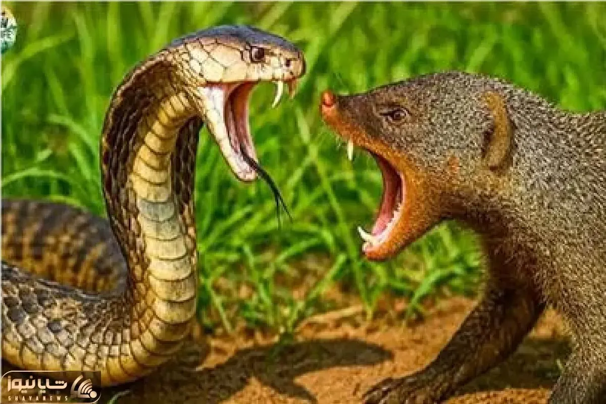 مستند حیات وحش؛ مانگوس ریزه بابای مار میاره جلو چشمش