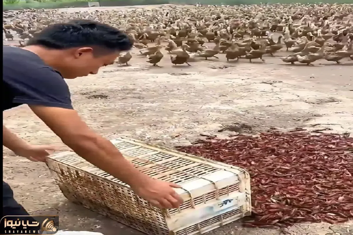 دامداری نوین؛ غذای اردکا سرشار از پروتئینه گوشتشون لذیذتر میشه ولی چندشه وول میخورن
