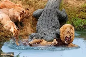 از جذابیت های حیات وحش؛ تمساح قلچماق اومد یه پخ کرد شیر از ترس همه برگاش ریخت