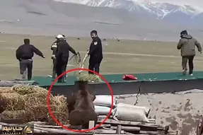 معماری طبیعت؛ خرس تو جنگل غذا گیرش نیومد اومد تو روستا یه آدم خوش خوراک شکار کرد