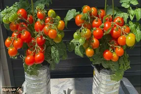 کاشت و برداشت خانگی؛ بطری های پلاستیکی آب معدنی دور ننداز توش گوجه گیلاسی بکار محشره