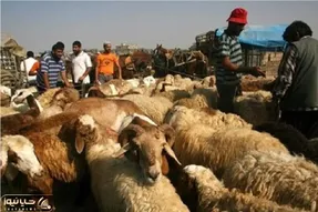 قیمت دام زنده امروز 6 بهمن 1404 + جدول