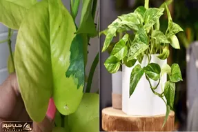 ۷ ترفند طلایی برای نابودی شته های پتوس در تابستان/ روشای باورنکردنی برای از بین بردنش