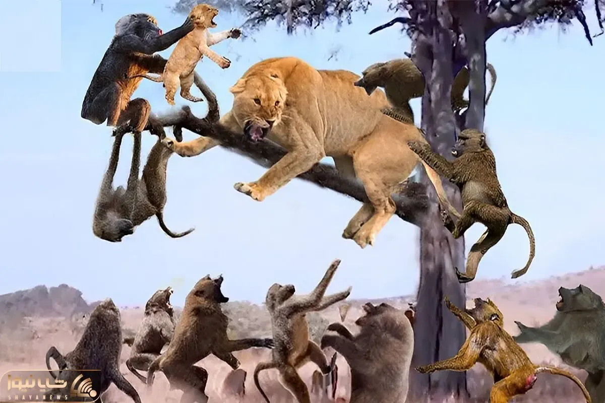 دیدنی راز بقا؛ بابون های سفاک شیر شریری که برای نجات توله ش اومد و مثله کردن