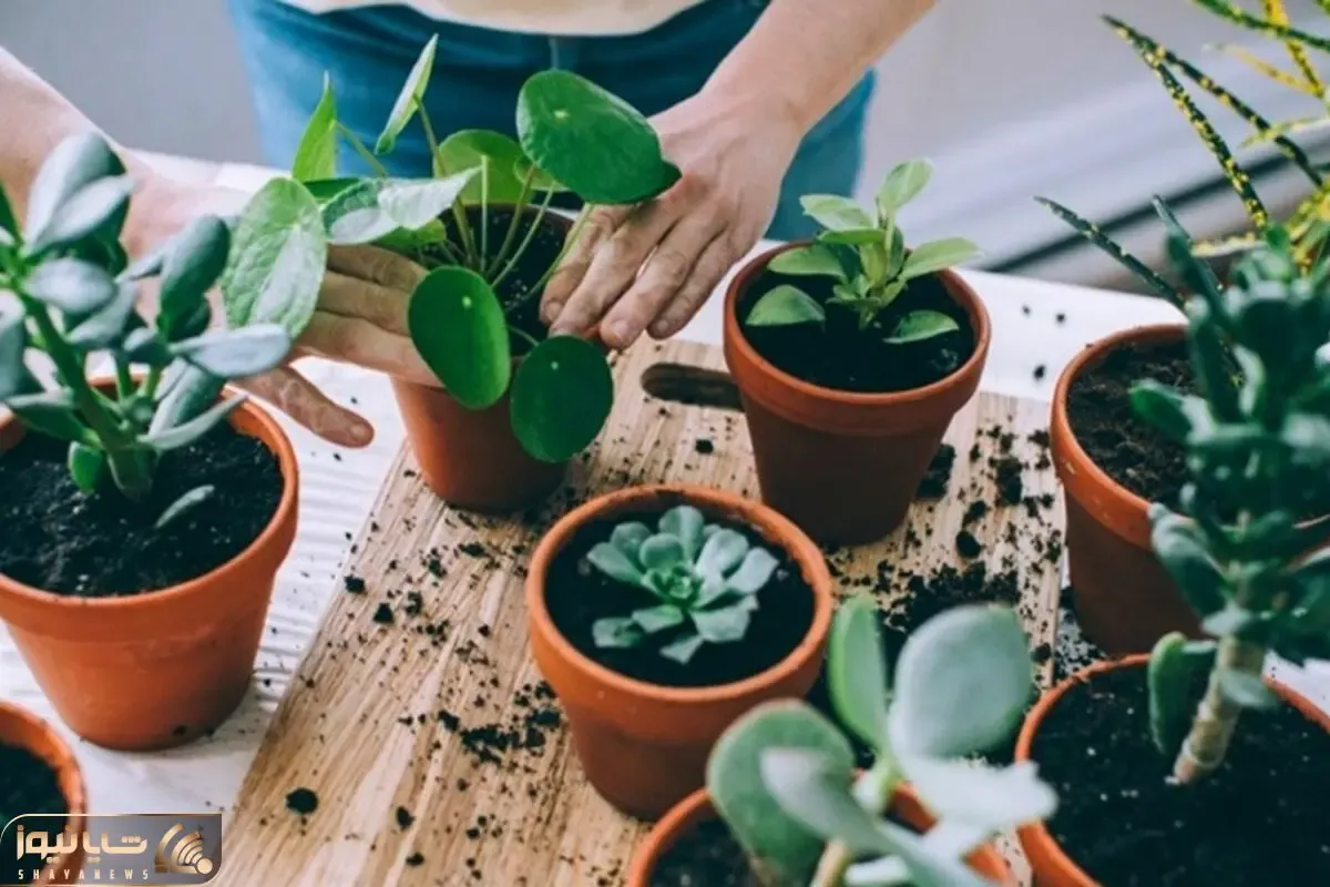 کاشت و برداشت خانگی؛ چرا قلمه ها خراب میشن؟ صفر تا صد تکثیر گیاهان آپارتمانی