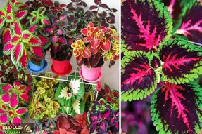 راهنمای نگهداری از گل حسن یوسف / با رعایت این نکات گیاهی شاداب و زیبا داشته باشید