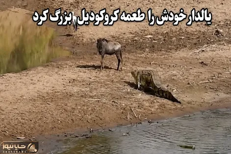 مستند حیات وحش؛ کل یالدار پاش پیچ خورد افتاد تو دهن کروکودیل