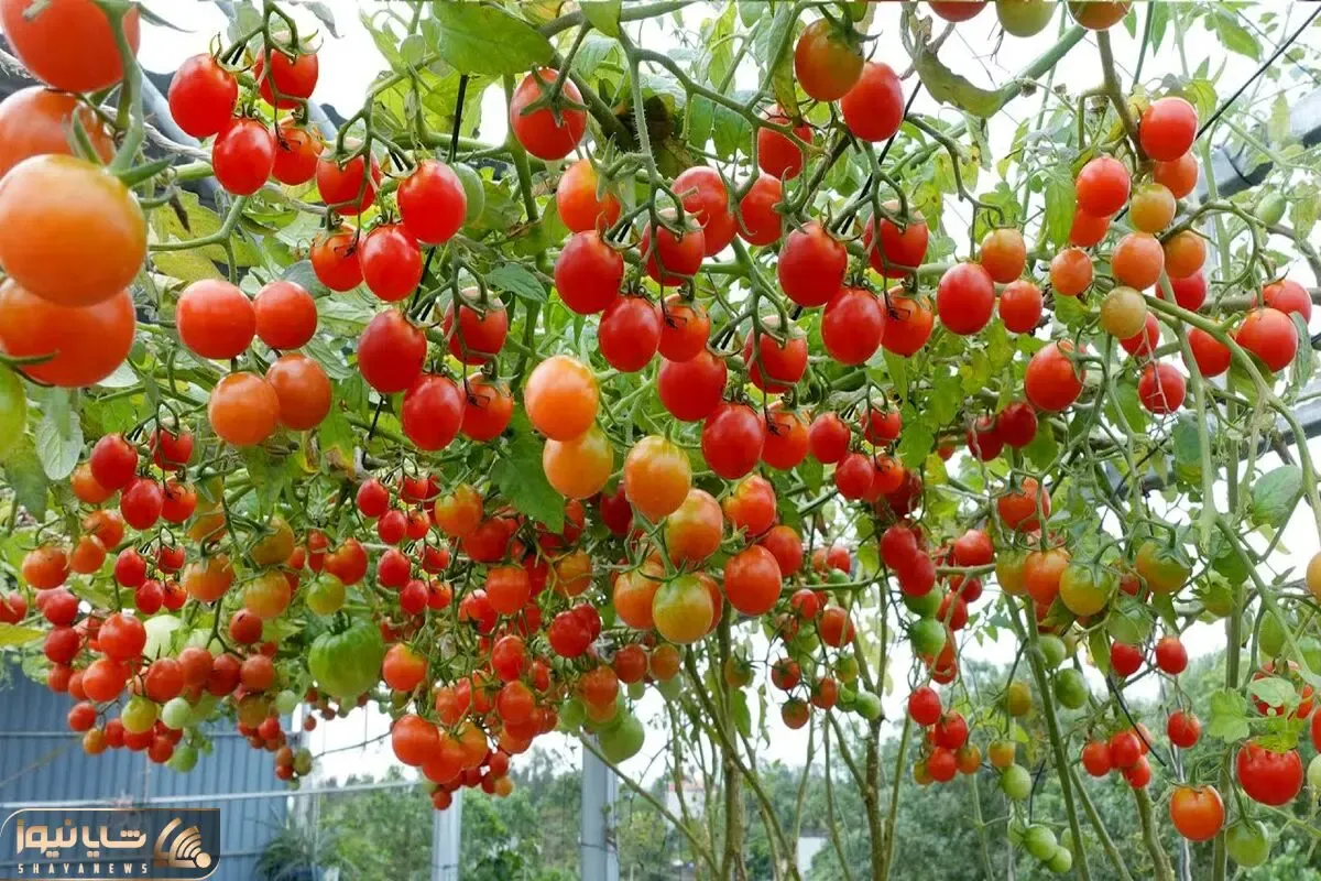 کاشت و برداشت خانگی؛ گوجه گیلاسی ها رو ببین عین لوستر نگین دار از سقف آویزون شدن