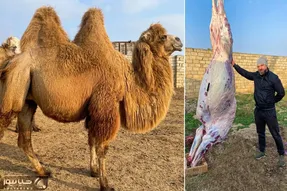 فرآوری شتر؛ شتر رو خیلی نازپروده پرورش دادن بعد سلاخی رونشو کبابی کردنو به نیش کشیدن