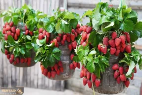 ایده های خلاقانه؛ باغچه نداری توت فرنگی رو تو بطری های آب معدنی بکار تضمینی خوب میشه