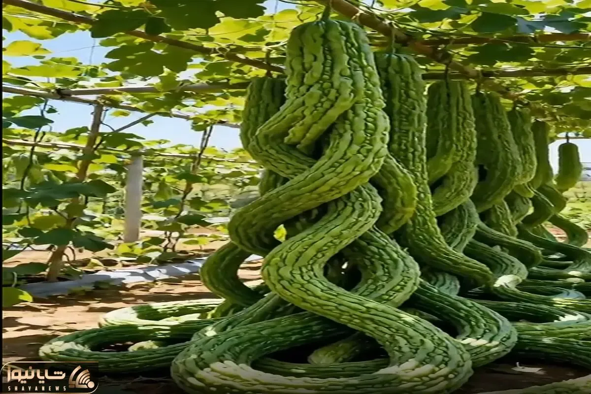 کشاورزی نوین؛ رعد و برق زده به خیار های سر زمین رشدشون متوقف نمیشه طویل و دراز شدن