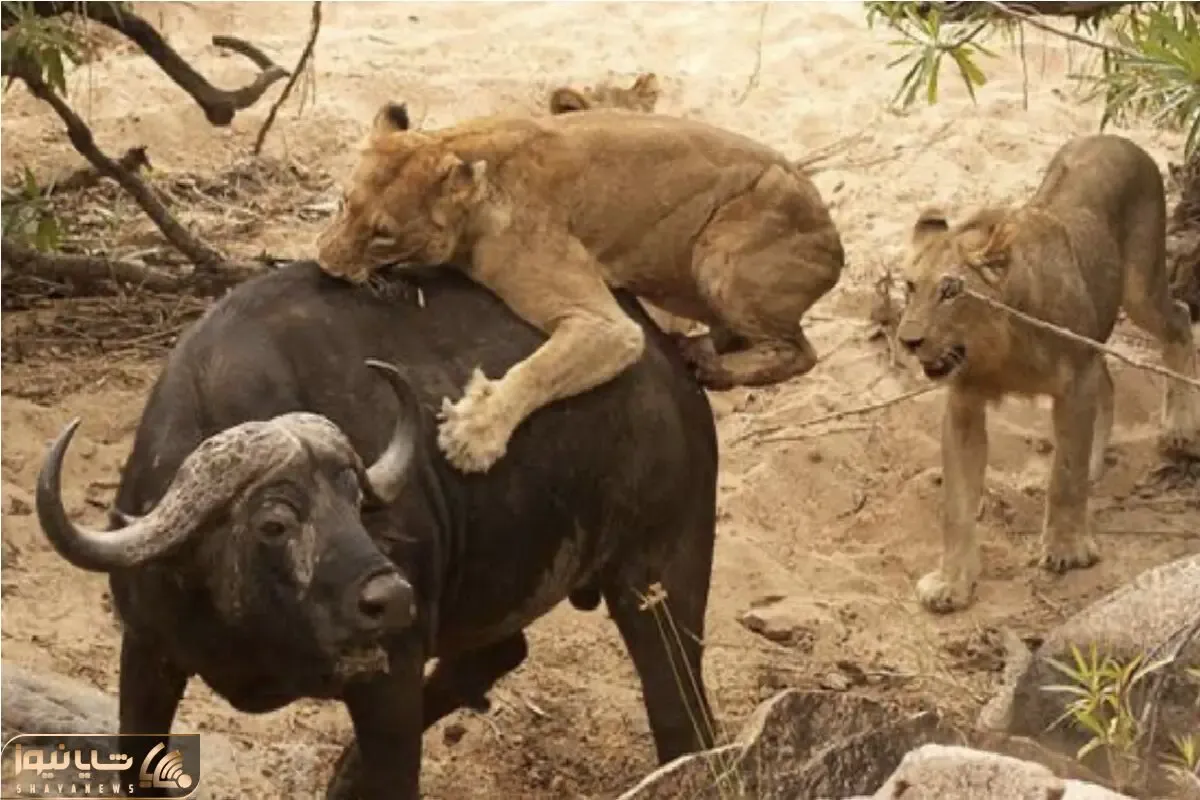 مستند حیات وحش؛ بوفالو مقابل شیر شقی سر تسلیم فرود آورد