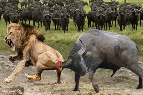 از جذابیت های حیات وحش؛ شاخ بوفالو تو دعوا کنده شد رفت تن شیر بدبخت فلجش کرد
