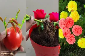 ایده های خلاقانه؛ گل رز رو با استفاده از گوجه و پیاز قلمه بزن بعد 20 روز محشر میشه