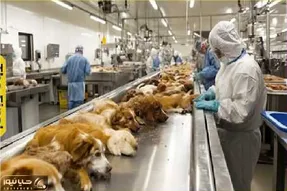 فرآوری سگ؛ فربه‌ سازی سگ نازنازی نه از سر محبت برای طبخ و تجارت