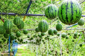 تکنیک های نوآورانه کشاورزی؛ با دانش نوین هندوانه پرورش میدن سیاه که خیلی هم گرونه