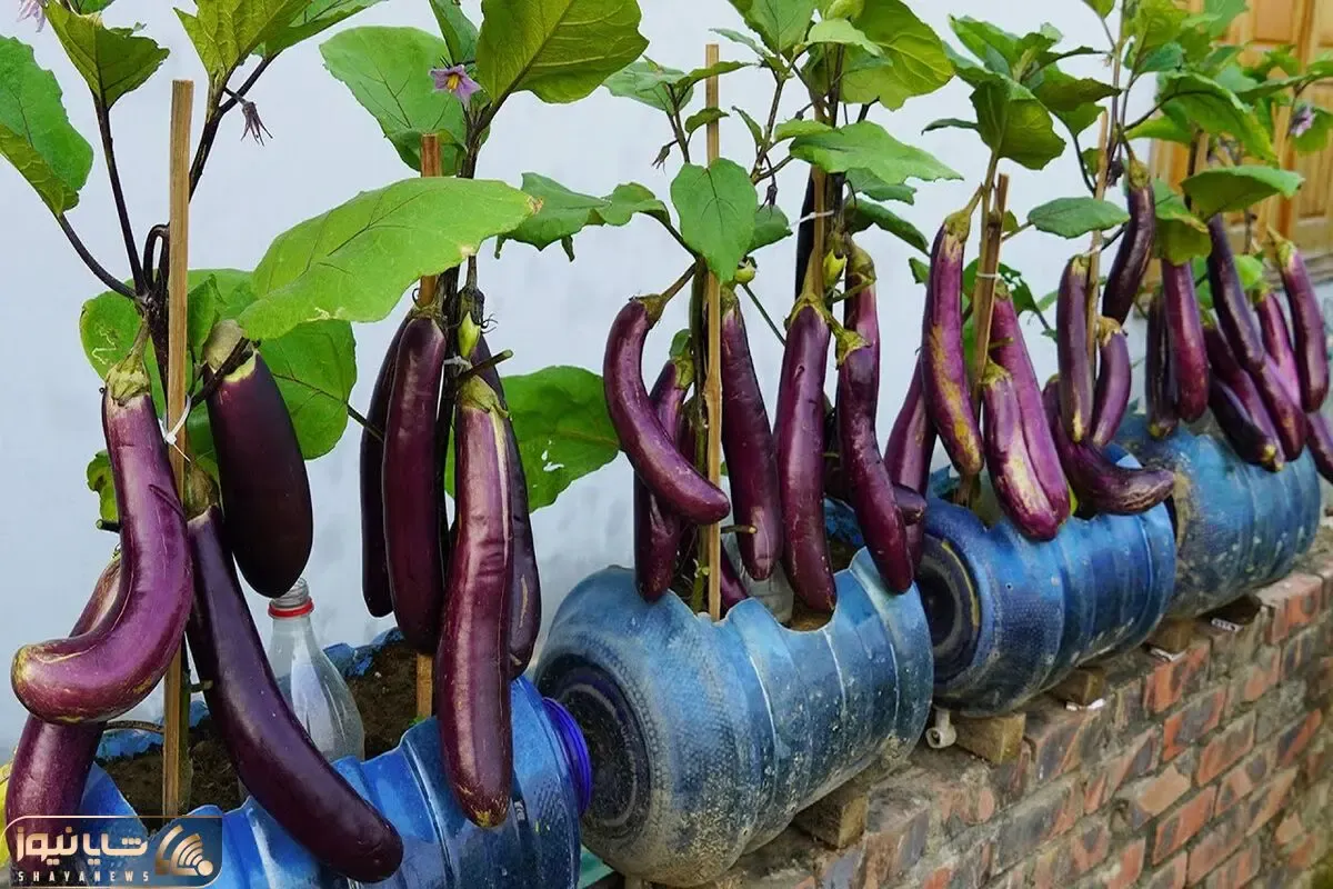 کاشت و برداشت خانگی؛ تو بطری های پلاستیکی آب سردکن بادمجون کاشت آبیاریشم قطره ای کرد