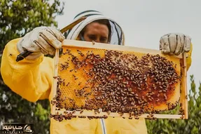 فرآوری و ساخت عسل طبیعی که شاخ درمیاری ببینی از کجا به کجا میرسن!