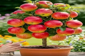 کشاورزی نوین؛ یه دونه موز رو فدا کرد 10 کیلو سیب ازش عمل آوورد اونم فقط تو 20 روز